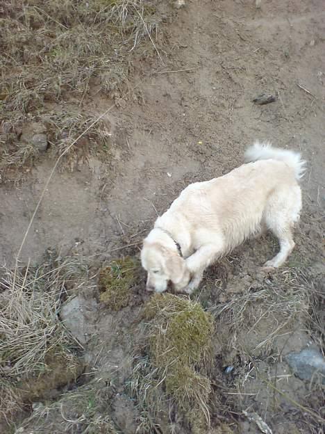 Golden retriever Maggie - Bjerghunden Maggie :D billede 10