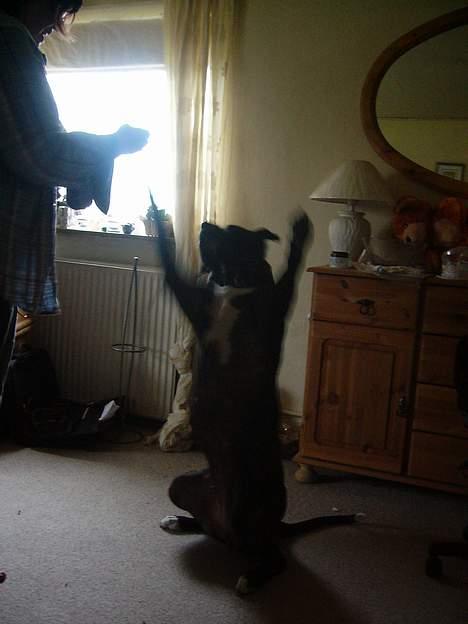 Amerikansk bulldog Frida billede 10