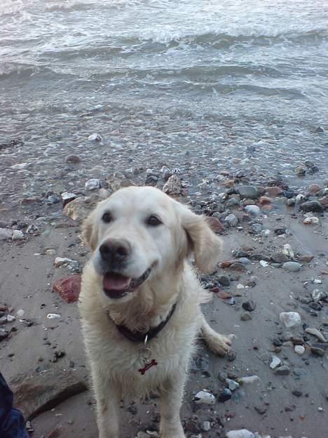 Golden retriever Maggie - Uhh, det lufter ved stranden :) billede 11