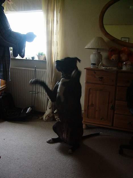 Amerikansk bulldog Frida billede 11