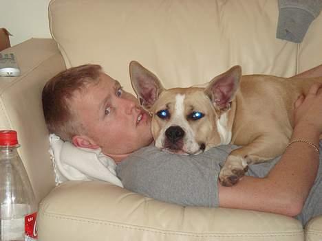 Amerikansk staffordshire terrier Xena - ligger bare og slapper med farmand billede 15