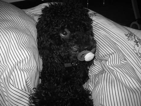 Mellempuddel Curly billede 12