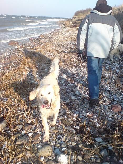 Golden retriever Basse - Kaldte du på mig ;D billede 9