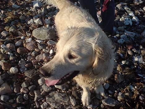 Golden retriever Basse - Det bedste er bare stranden :D billede 10