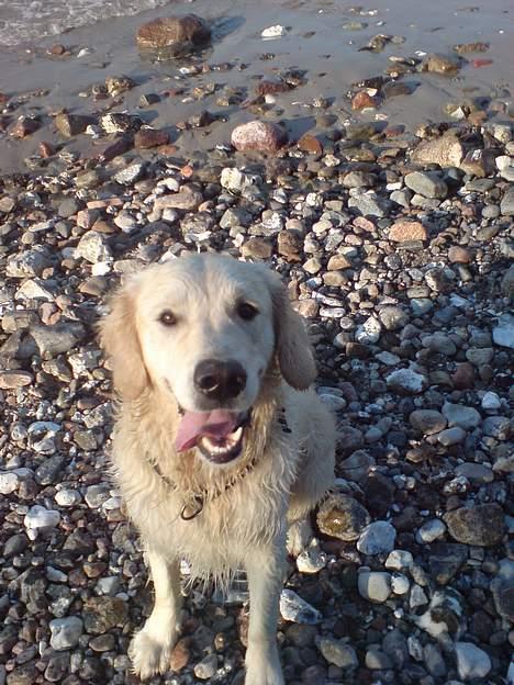 Golden retriever Basse - Det er lidt hårdt :oO billede 11