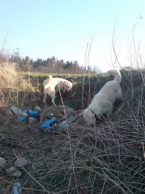 Golden retriever Basse - Hvad mon det er der dufter så godt her :) billede 12