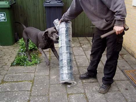 Grand danois BLUE TEMPTATION'S HOPE - Jeg skal dælme ikke hegnes ind....NOW WAY :o) billede 13