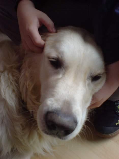 Golden retriever Basse - Hold lige mit hoved :P billede 13