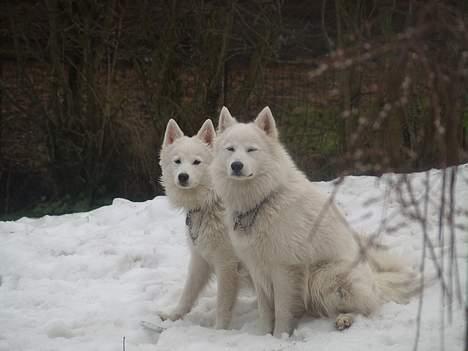 Dansk Spids Elvis - her er Miki og jeg i snestormen billede 14