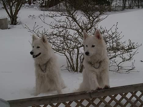 Dansk Spids Elvis - vi kan næsten "kravle" over hegnet billede 15