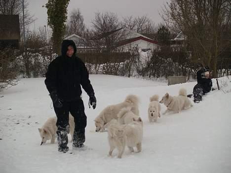 Dansk Spids Elvis - Her imellem er Miki&jeg med min familie i sneen billede 16