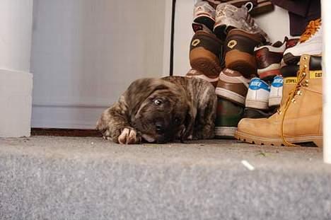 Mastiff Walther billede 1