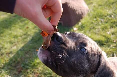 Mastiff Walther billede 2