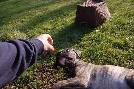 Mastiff Walther billede 3