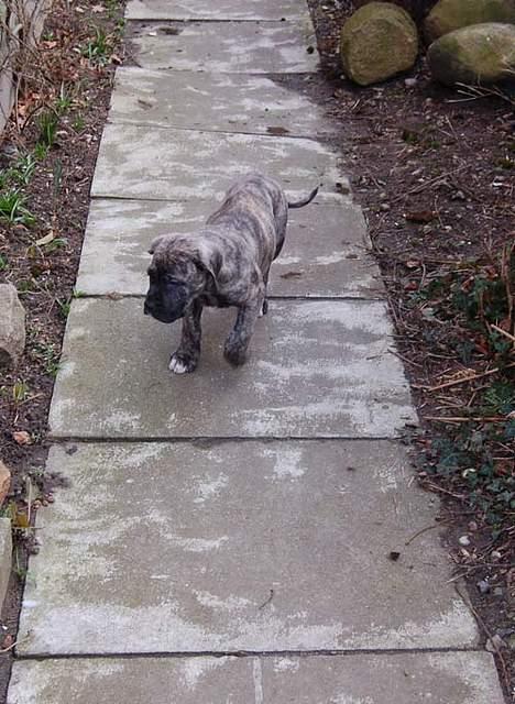 Mastiff Walther billede 4