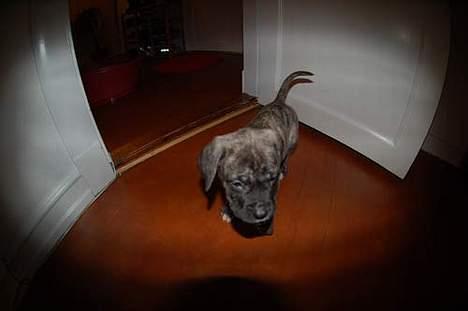 Mastiff Walther billede 5