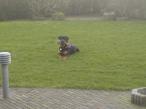 Rottweiler Basse (født Bacon) - elsker og lege i haven billede 2