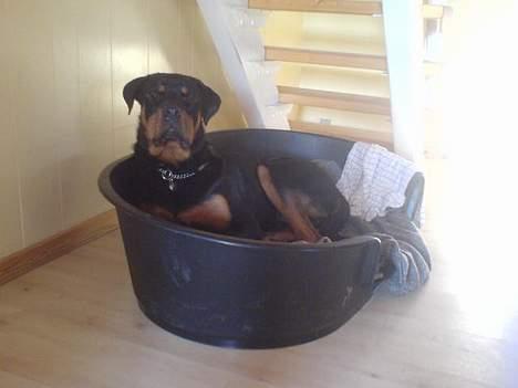 Rottweiler Basse (født Bacon) - og nyder sin kurv når man er træt billede 3