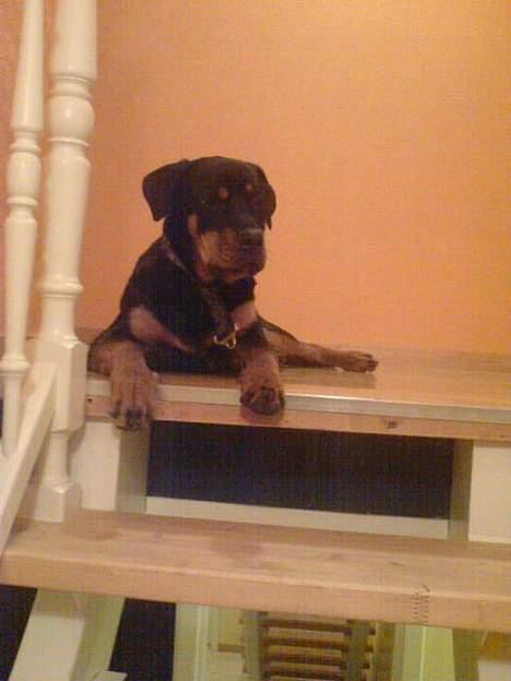Rottweiler Basse (født Bacon) - 1 gang på 1 sal, turde næsten ikk komme ned igen billede 4