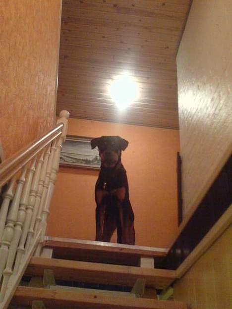 Rottweiler Basse (født Bacon) - 1 gang på 1 sal, turde næsten ikk komme ned igen billede 5