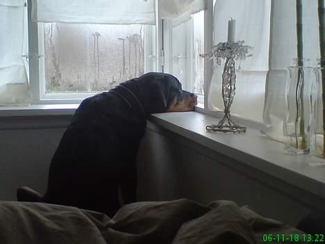 Rottweiler Basse (født Bacon) - dagen efter kronjuvelerne er væk billede 6