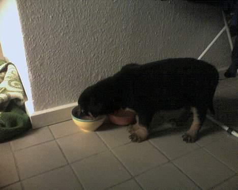 Rottweiler Basse (født Bacon) - som lille billede 8