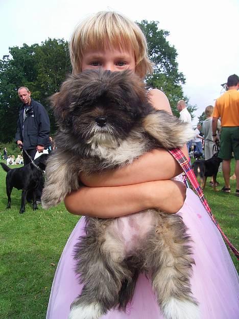 Lhasa apso pusle - pusle,vores dejlige lhasa apso..er hun ikke kær billede 1