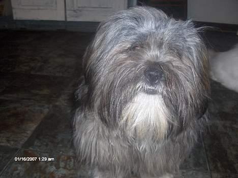Lhasa apso pusle - pusle hvor hun trænger til at få en sløjfe i håret,men det gider hun ikke altid billede 2
