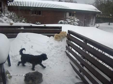 Lhasa apso pusle - ude og pjatte og lege med de andre billede 3