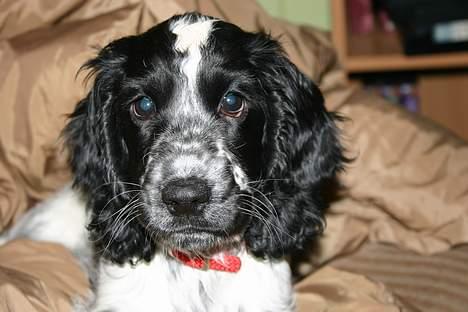 Cocker spaniel Mika - Så ligger vi her og hygger os. billede 2