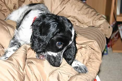 Cocker spaniel Mika - Og der skal gerne bides lidt i jakken billede 3