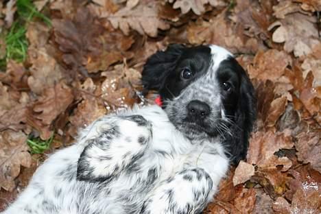 Cocker spaniel Mika - På ryggen i alle efterårs bladene billede 4