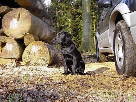 Labrador retriever Axel - Der er nu dejligt i skoven. billede 5