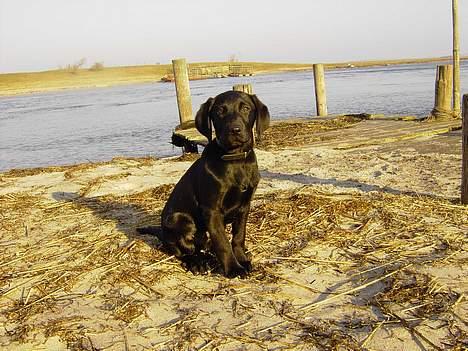 Labrador retriever Axel - Ja, vandet i marts er lige koldt nok. billede 6