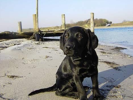 Labrador retriever Axel - Kommer der nogen? billede 7