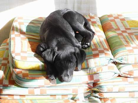Labrador retriever Axel - Her ligger jeg som prinsen på ærten. :-) billede 8