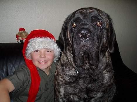 Mastiff Freja billede 13