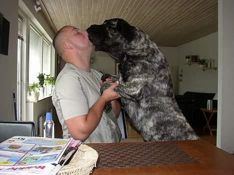 Mastiff Freja billede 14