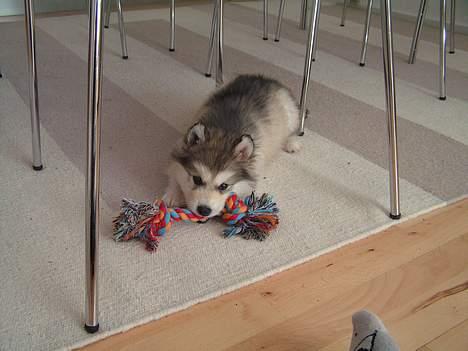 Alaskan malamute Gilza/aya billede 4