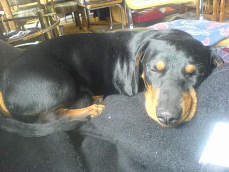 Gravhund Oliver *SAVNES*   - tager lige en lur...   :D billede 9