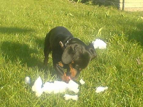 Gravhund Oliver *SAVNES*   billede 10