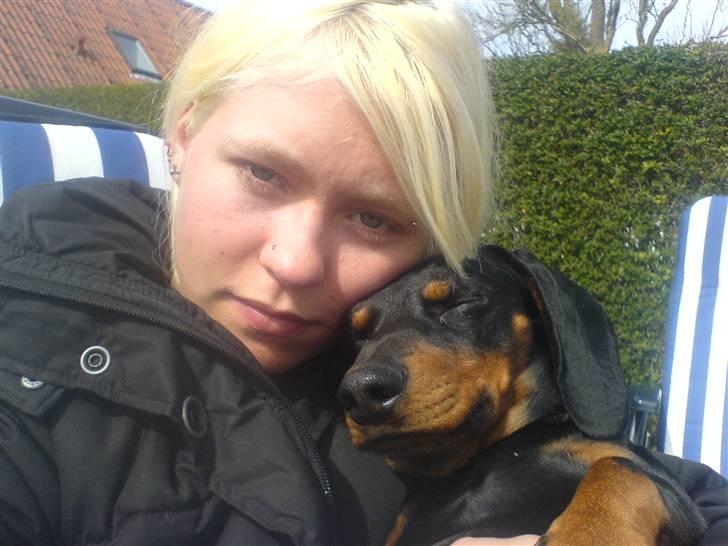 Gravhund Oliver *SAVNES*   billede 11