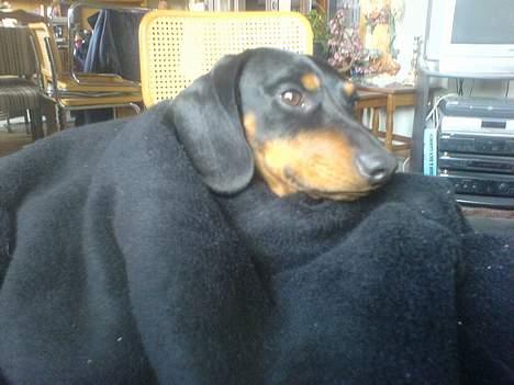 Gravhund Oliver *SAVNES*   billede 13