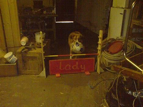 Border collie lady (død) R.I.P  - lady der springer hehe billede 19