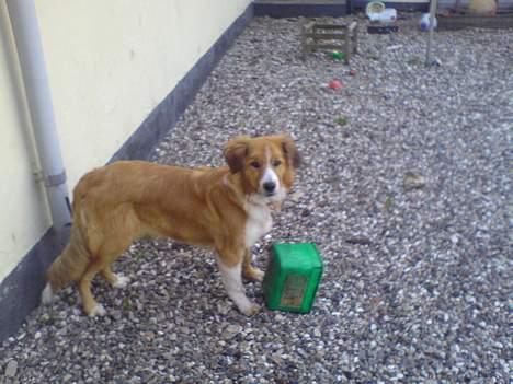 Border collie lady (død) R.I.P  - lady der har huget min  fodere spand til mine heste hehe billede 20