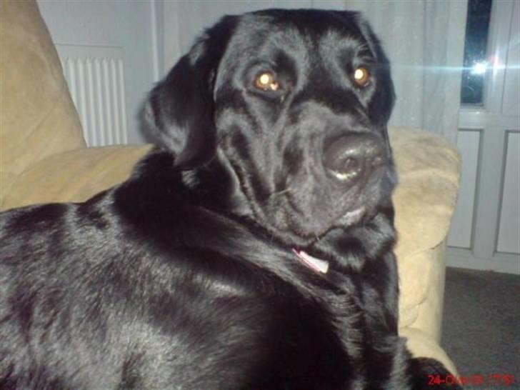 Blanding af racer Fraya - Lab/Berner 26/8-06 - 14/2-19 - Jeg er da lidt lækker - er jeg ik? *NYT* billede 6