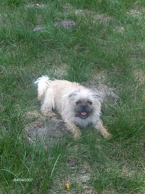 Blanding af racer Møffi - se lige mig, nu er jeg jo mere eller mindre fuldvoksen... og stadig mega sød! billede 14