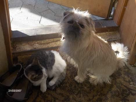 Blanding af racer Møffi - En af mine nye venner, "mormors" kat! Og ja jeg ved godt jeg er hund... billede 15