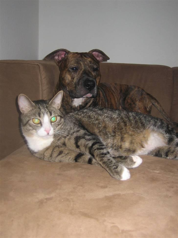 Amerikansk staffordshire terrier Cody HimmelHund billede 14