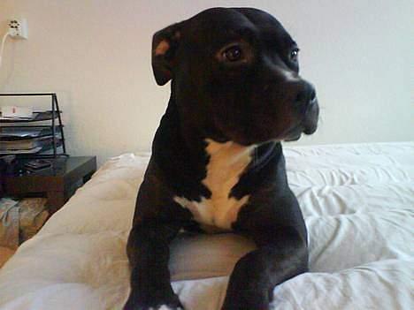 Amerikansk staffordshire terrier zinko #R.I.P# billede 12